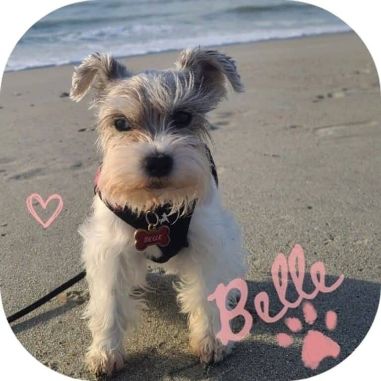 Belle the Miniature Schnauzer, Chief Canine Concierge