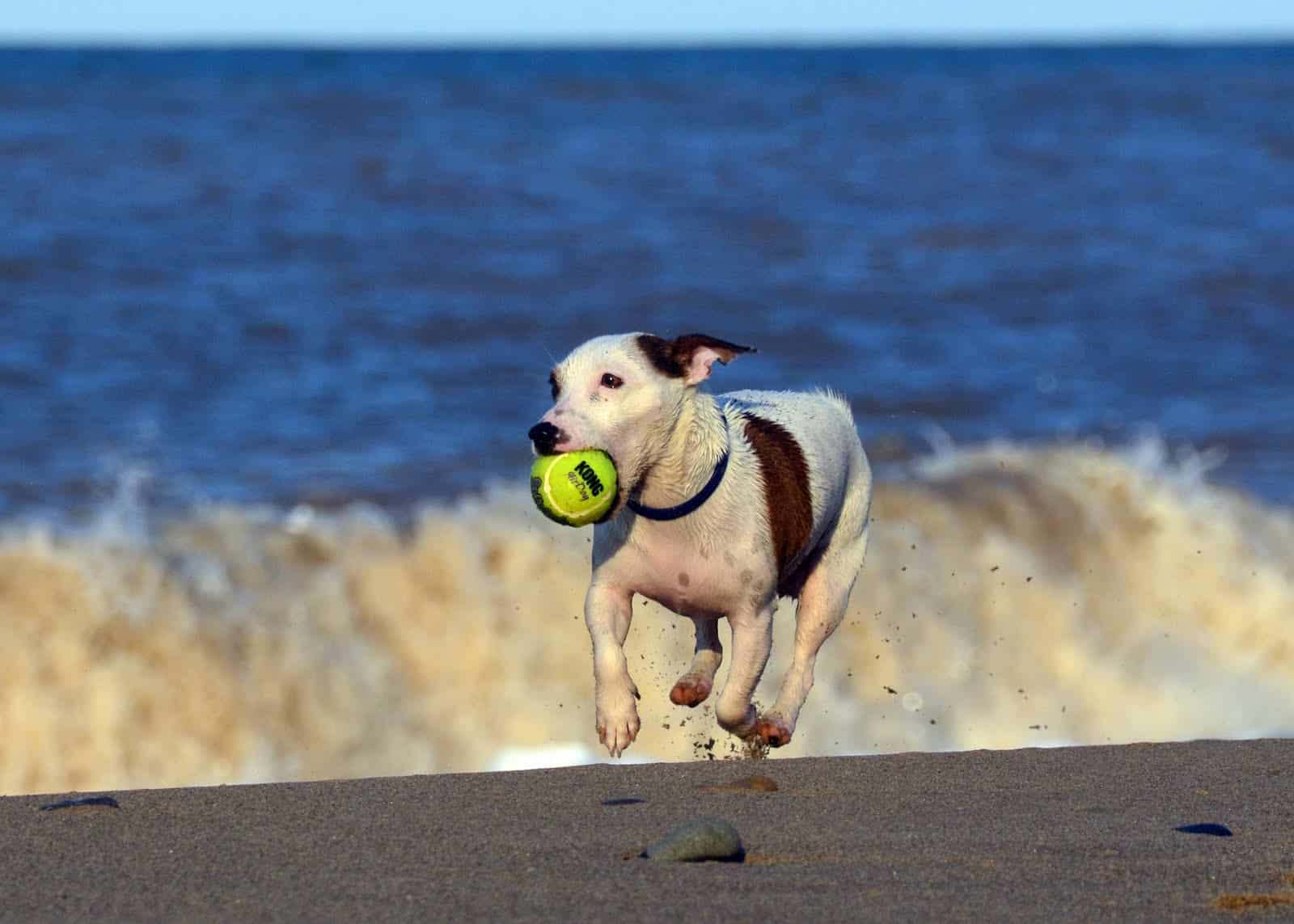Dog Playing on the Beach