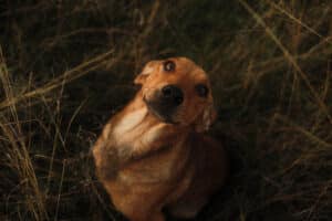 Friendly Dog Portrait