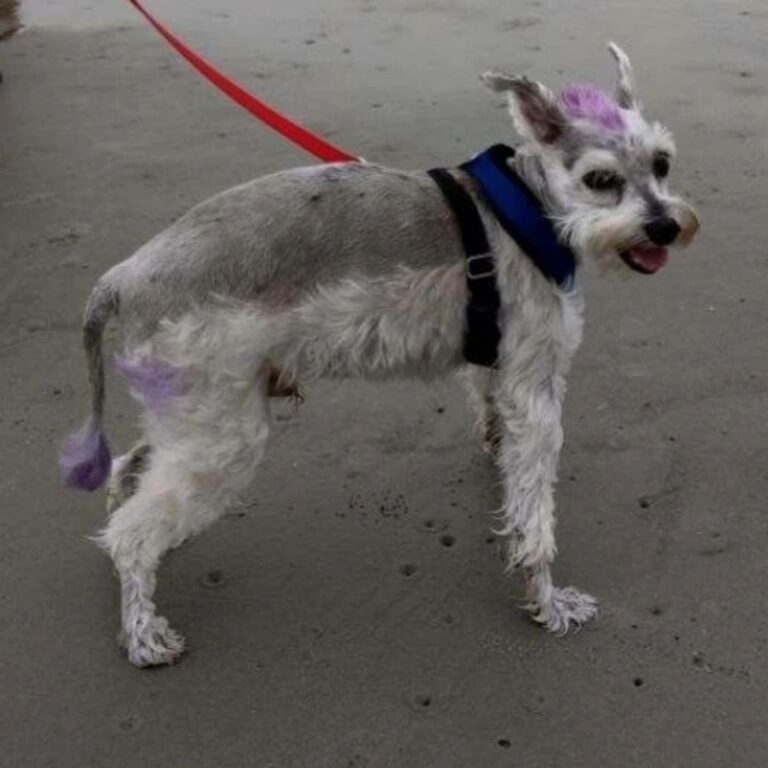 Goliath the Schnauzer with a purple mohawk, inspiration for the Salty Monkey mascot