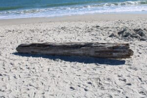 Huntington Beach State Park