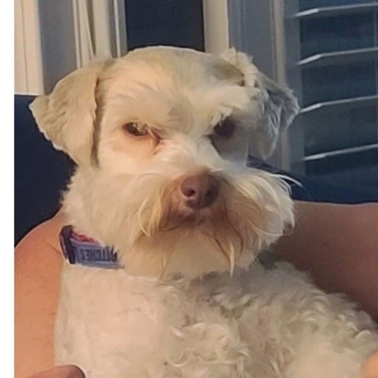 Sampson the Schnauzer, namesake of Lil Salty