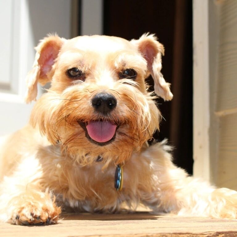 Wally the golden Schnauzer, inspiration behind Salty Paw Rentals